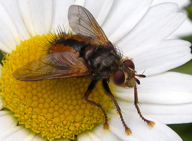 Tachina cf magnicornis ♂ e ♀ (Tachinidae)